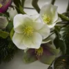Christrose Edel, weiß/grün, 35 cm