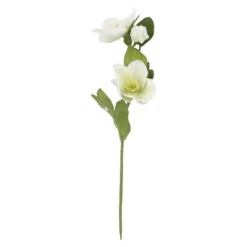 Christrose Edel, weiß/grün, 35 cm