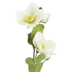 Christrose Edel, weiß/grün, 35 cm