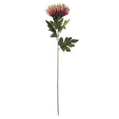 Chrysantheme Edel, altrosa, 76 cm