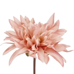 Dahlie Herbst, altrosa, 27 cm