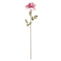 Dahlie Herbst, Antik/altrosa, 74 cm