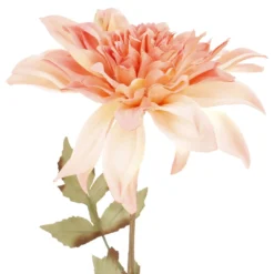 Dahlie Herbst, Antik/apricot, 74 cm