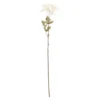Dahlie Herbst, Antik/creme, 74 cm