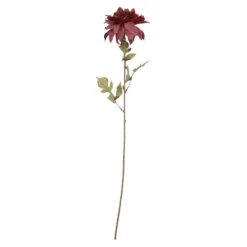 Dahlie Herbst, Antik/dunkelrot, 74 cm