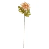 Dahlie Herbst, apricot, 56 cm