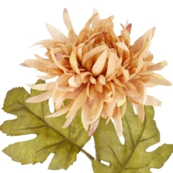 Dahlie Herbst, apricot, 56 cm