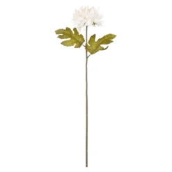 Dahlie Herbst, creme, 56 cm