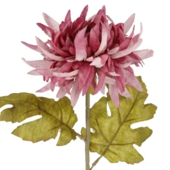 Dahlie Herbst, lila, 56 cm