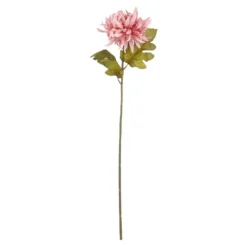 Dahlie Herbst, rosa, 56 cm