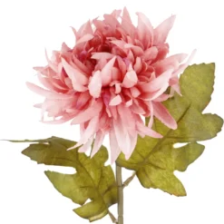 Dahlie Herbst, rosa, 56 cm
