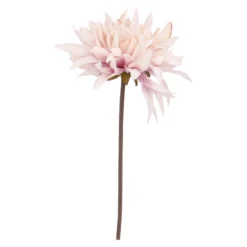 Dahlie Herbst, rosa/lila, 27 cm