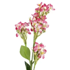 Flieder Edel, pink, 51 cm