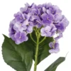 Hortensie Isabella, lila, 45 cm