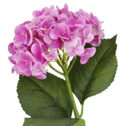 Hortensie Isabella, pink, 45 cm