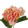 Hortensie Sophia, apricot, 35 cm