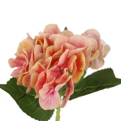 Hortensie Sophia, apricot, 35 cm