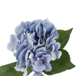 Hortensie Sophia, blau, 35 cm