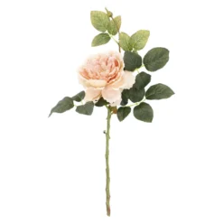 Rose Herbst, offen/apricot, 42 cm
