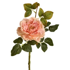Rose Herbst, offen/apricot, 42 cm