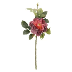Rose Herbst, offen/weinrot, 42 cm