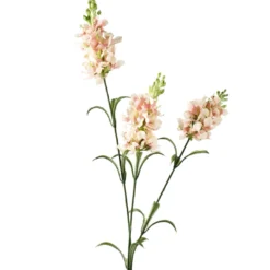 Schopflavendel, 3 Blüten, rosa, 65 cm