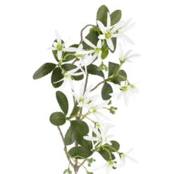 Sternmagnolie Edel, weiß, 74 cm