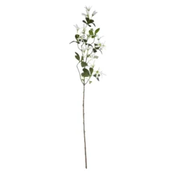 Sternmagnolie Edel, weiß, 74 cm