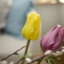 Tulpe Edel, gelb, 48 cm