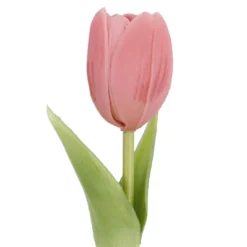 Tulpe Edel, Mini/rund/rosa, 25 cm