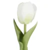 Tulpe Edel, Mini/rund/weiß, 25 cm