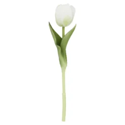 Tulpe Edel, Mini/rund/weiß, 25 cm