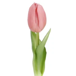 Tulpe Edel, Mini/spitz/rosa, 25 cm