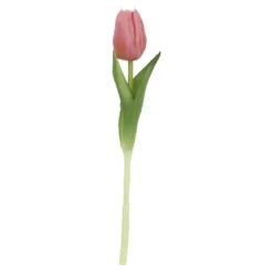Tulpe Edel, Mini/spitz/rosa, 25 cm