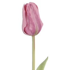 Tulpe Edel, rosa, 48 cm