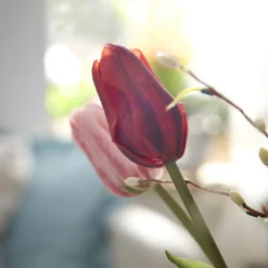 Tulpe Edel, rot, 48 cm