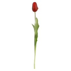 Tulpe Edel, rot, 48 cm