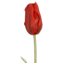 Tulpe Edel, rot, 48 cm