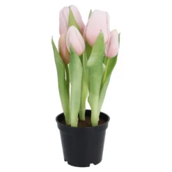 Tulpen im Topf, hellrosa, 25 cm