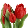 Tulpen im Topf, rot, 25 cm